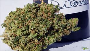 durban poison