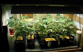 how to grow marijuana
