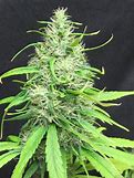 super silver haze