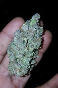 gelato strain